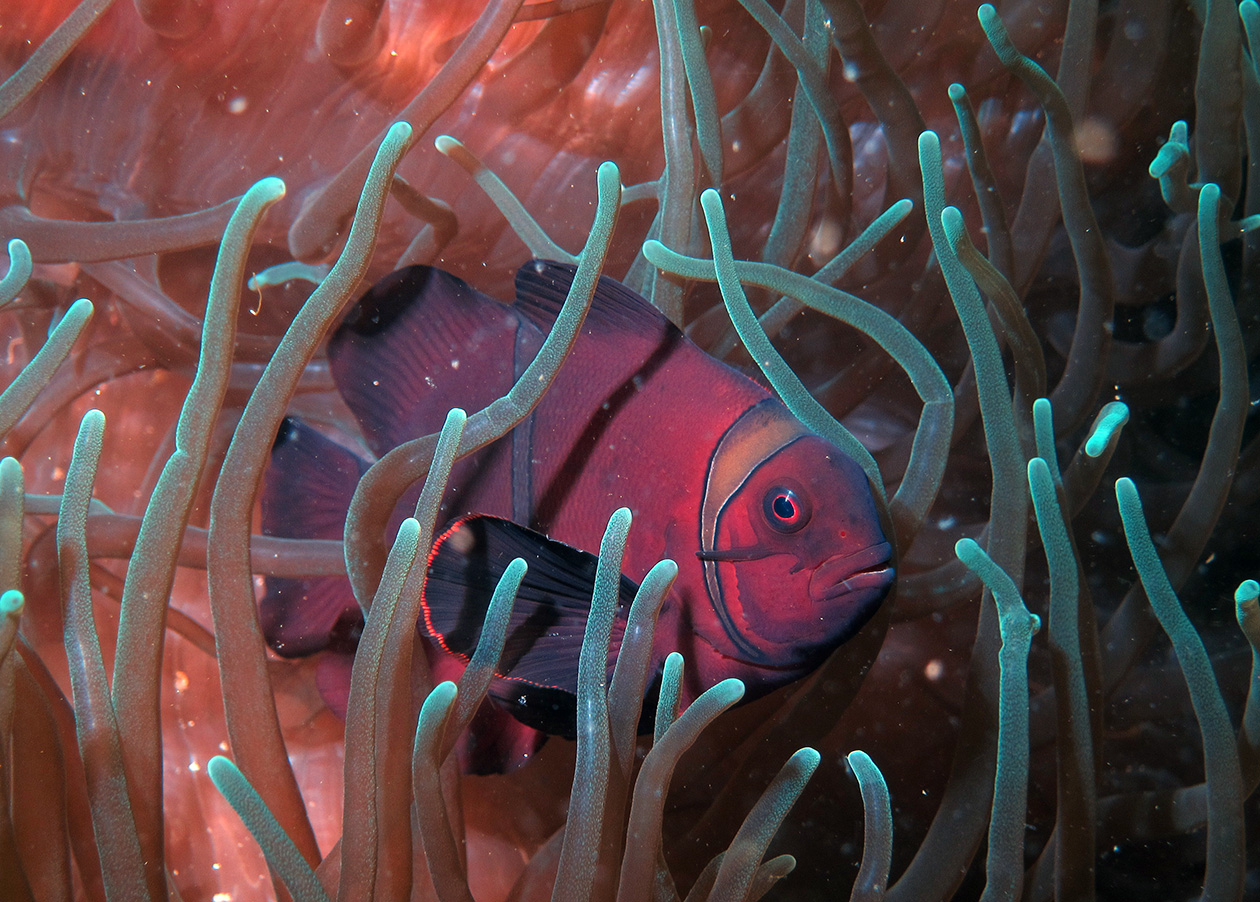 Clown Fish at Barges Wreck